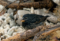 Galapagos Small Ground Finch 2685