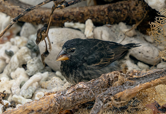 Galapagos Small Ground Finch 2685
