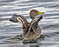Yellow Billed Pintail 1310