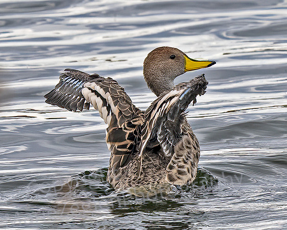 Yellow Billed Pintail 1310