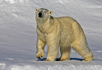 Polar Bear Prance Closeup