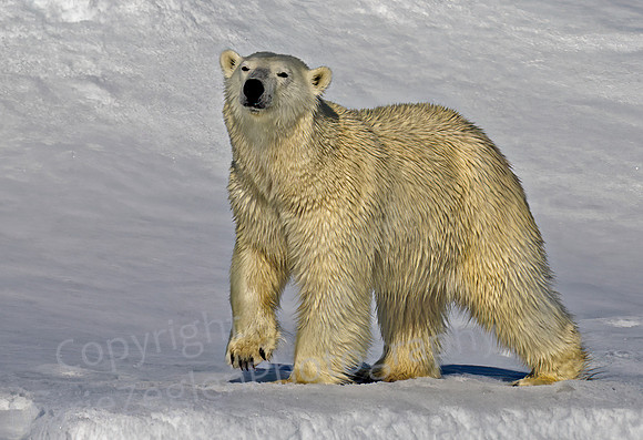 Polar Bear Prance Closeup