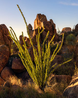 Big Bend Ocotillo in light 4917