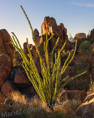 Big Bend Ocotillo in light 4917