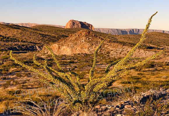 Big Bend Mountains Thru Ocotillo 5306
