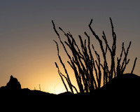 Big Bend Ocotillo Sunrise 5241