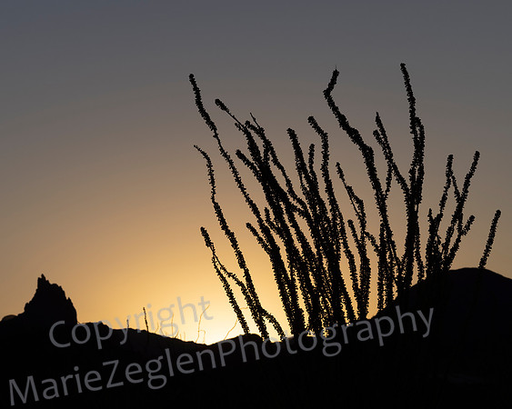 Big Bend Ocotillo Sunrise 5241