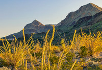 Big Bend Ocotillo Color w Mountain Backdrop 5322