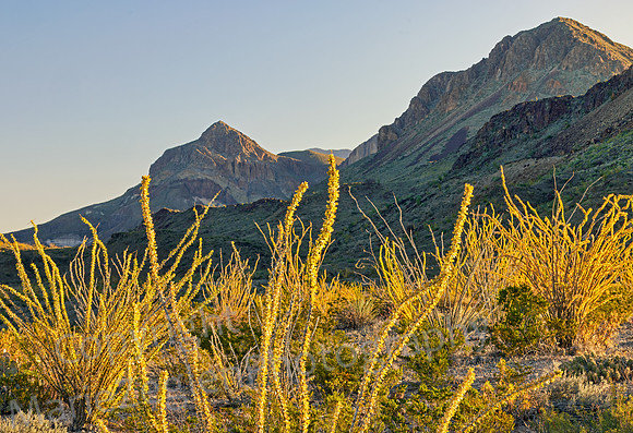 Big Bend Ocotillo Color w Mountain Backdrop 5322