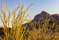 Big Bend Ocotillo Frame of Mountain 5330