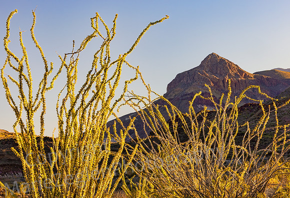 Big Bend Ocotillo Frame of Mountain 5330
