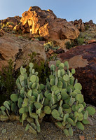 Big Bend Prickly Pear with Light on Rocks 5170