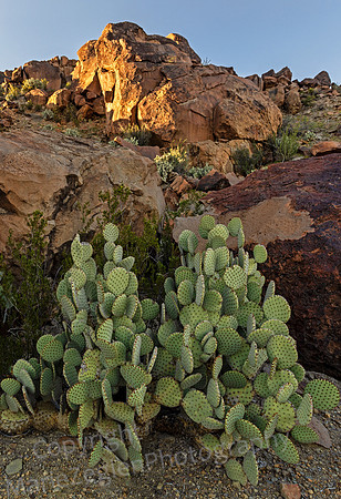 Big Bend Prickly Pear with Light on Rocks 5170