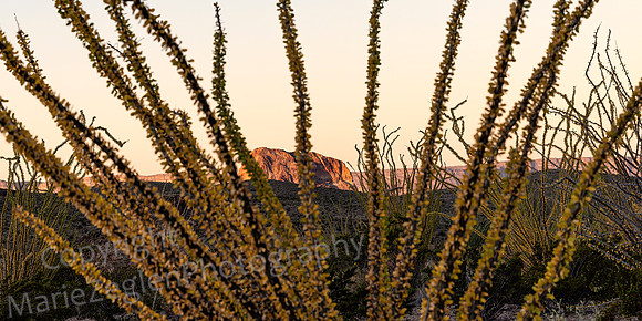 Big Bend Sunrise on Mt Thru Ocotillo  5233