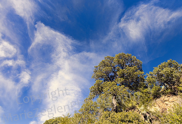 Big Bend Tree and Sky on Chisos Mts  5098