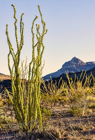 Big Bend Tall Ocotillo with Mt 5343