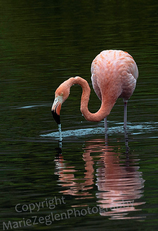 Galapagos Flamingo 3185