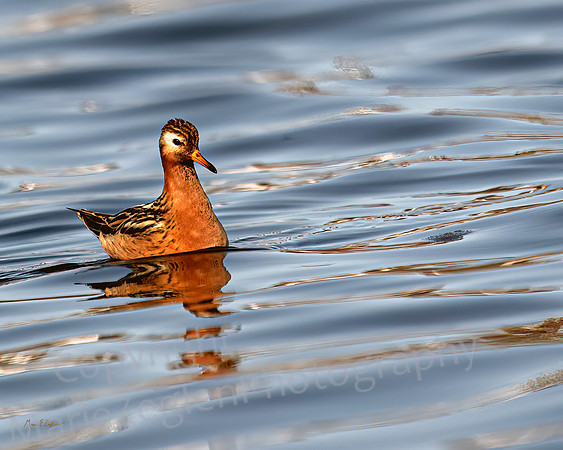 Gray Red Phalarope Drifting