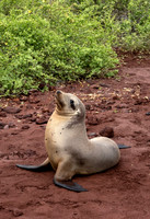 Galapagos Sea Lion Posing 0952