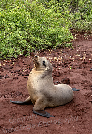 Galapagos Sea Lion Posing 0952