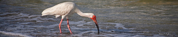 White ibis Feeding