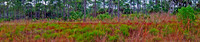 Corkscrew Swamp Marsh