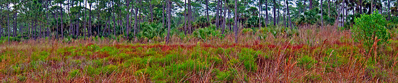 Corkscrew Swamp Marsh