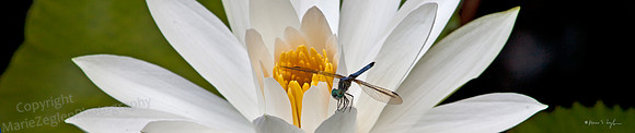 Eastern Pond Hawk on Lotus