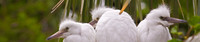 Three Great Egret Chicks