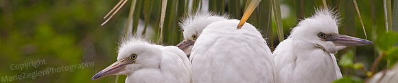 Three Great Egret Chicks