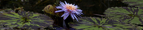 Kanapaha G Blue Lotus