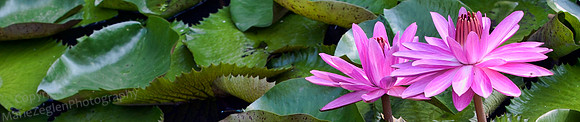 Kanapaha G Pink Lotuses