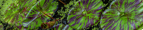 Kanapaha G Lily Pads