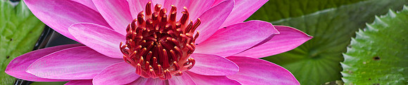 Kanapaha G Single Lotus