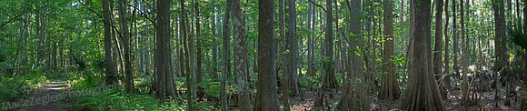 L Suwannee Cedar Forest