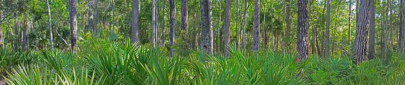 L Suwannee Palmettos