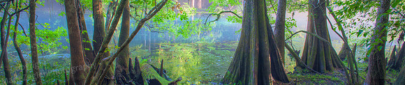 Manatee Spr Cedar Knees