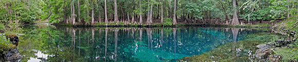 Manatee Spr Reflections
