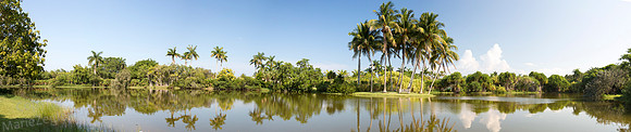 Fairchild G Palm Reflections