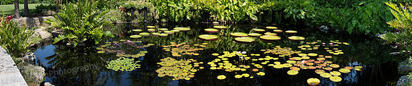 Fairchild G Lily Pond