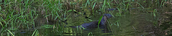 Ocala NP River Otter