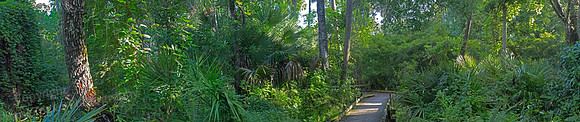 Ocala NP Fern Hammock