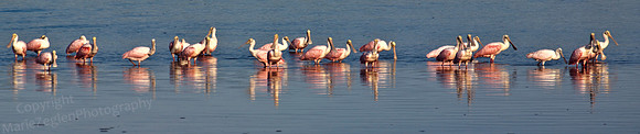 Roseate Spoonbill Row