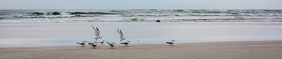 Royal and Least Terns