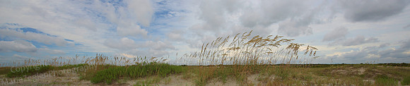 St Joseph Sea Oats