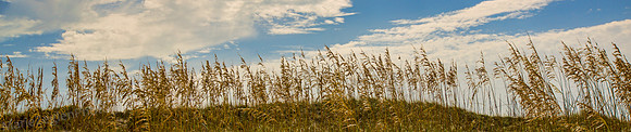 St Joseph Sea Oats Sky