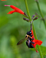 Bee on Flower