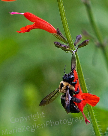 Bee on Flower
