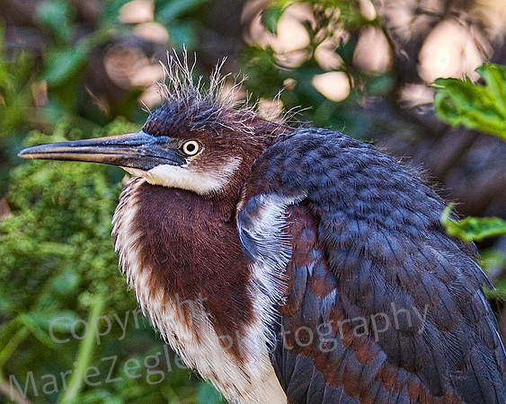 Tri-Colored Heron Chick