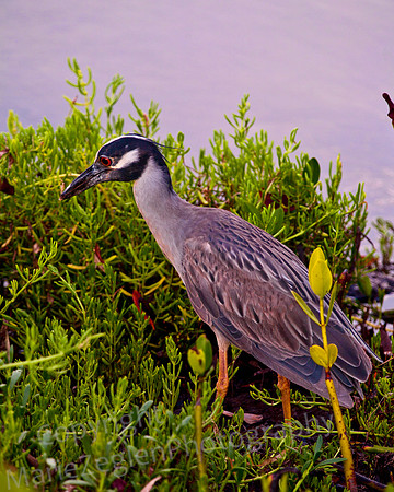 Black-Crowned Night Heron on Prowl
